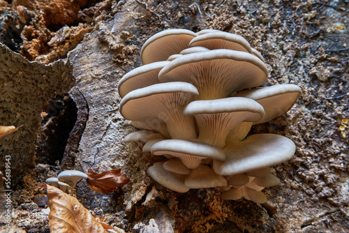 Pleurotus ostreatus, the oyster mushroom, oyster fungus, or hiratake close-up on tree