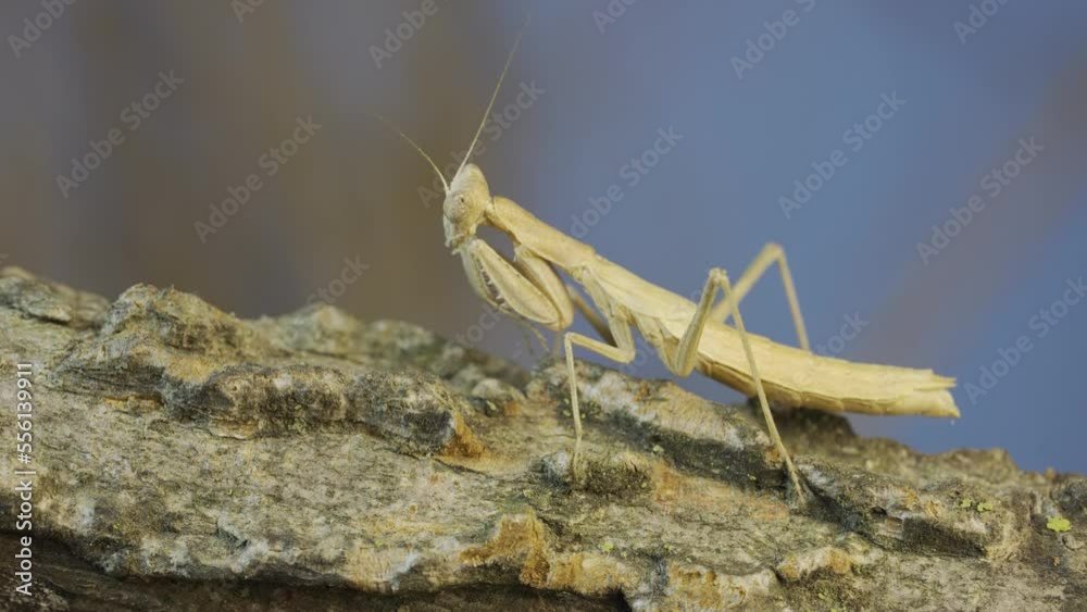 Close-up of female praying mantis frozen on tree branch. Crimean praying mantis (Ameles heldreichi) Close-up of female praying mantis frozen on tree branch. Crimean praying mantis (Ameles heldreichi)
