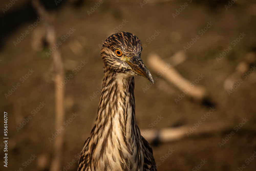Portrait of a Juvenile Black-crowned Night Heron Portrait of a Juvenile Black-crowned Night Heron