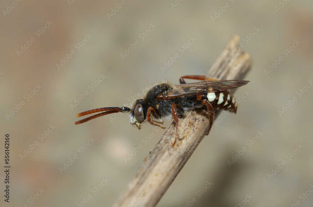Closeup on a male bear-clawed nomad bee, Nomada alboguttata sitting on a twig Closeup on a male bear-clawed nomad bee, Nomada alboguttata sitting on a twig