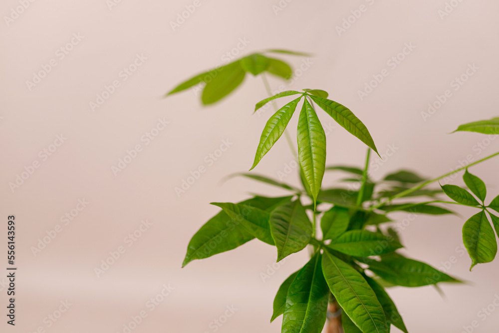Obraz premium A Money Tree plant Pachira Aquatica. Green pachira aquatica leaves on beige background, pachira