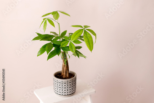 A Money Tree plant Pachira Aquatica. Green pachira aquatica leaves on beige background, pachira