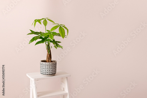 A Money Tree plant Pachira Aquatica. Green pachira aquatica leaves on beige background, pachira photo