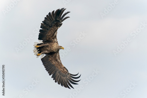 white tailed eagle (Haliaeetus albicilla) flies above the water of the oder delta in Poland, europe. Copy space. Wings spread.         © Albert Beukhof