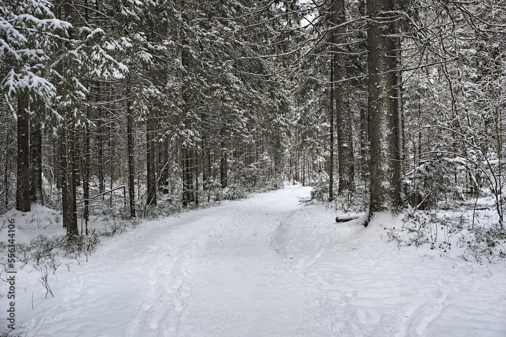 Path of health in a beautiful winter forest. Snow covered road and trees in the forest. Path of health in a beautiful winter forest. Snow covered road and trees in the forest.