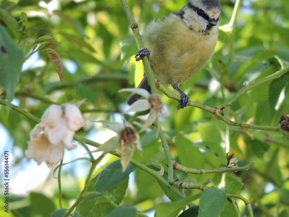 Obraz premium mésange bleue