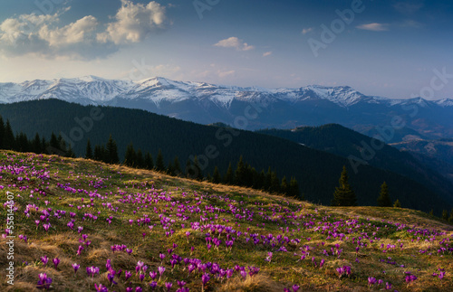 Panoramic landscape in the mountains at the spring. View view of the meadow on which crocuses bloom in the background of snow-capped mountains. Soft focus effect. © vovik_mar