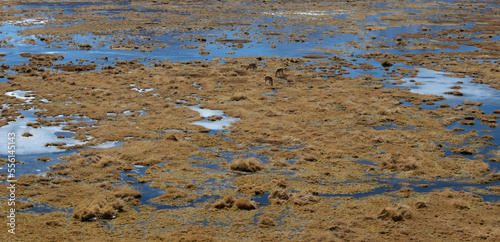 wetland in the desert "San Pedro de Atacama"