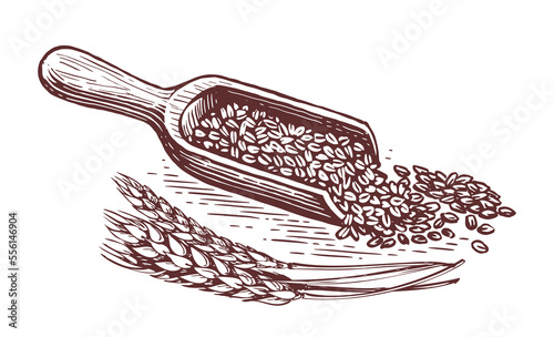 Wooden cooking scoop with grains and wheat ears. Healthy organic natural farm food. Vintage sketch vector illustration