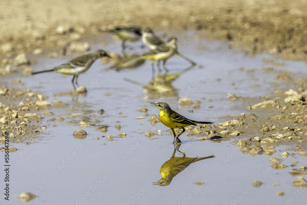 yellow wagtail yellow wagtail