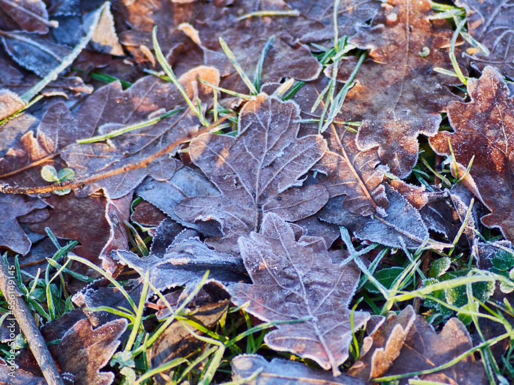 Fallen oak leaves covered with snow.
Fallen oak leaves covered with snow.