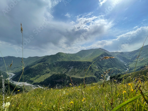 alpine meadow in summer