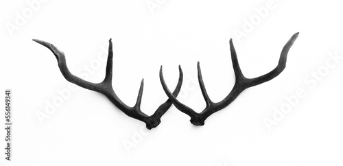 Siberian stag horns isolated on white background