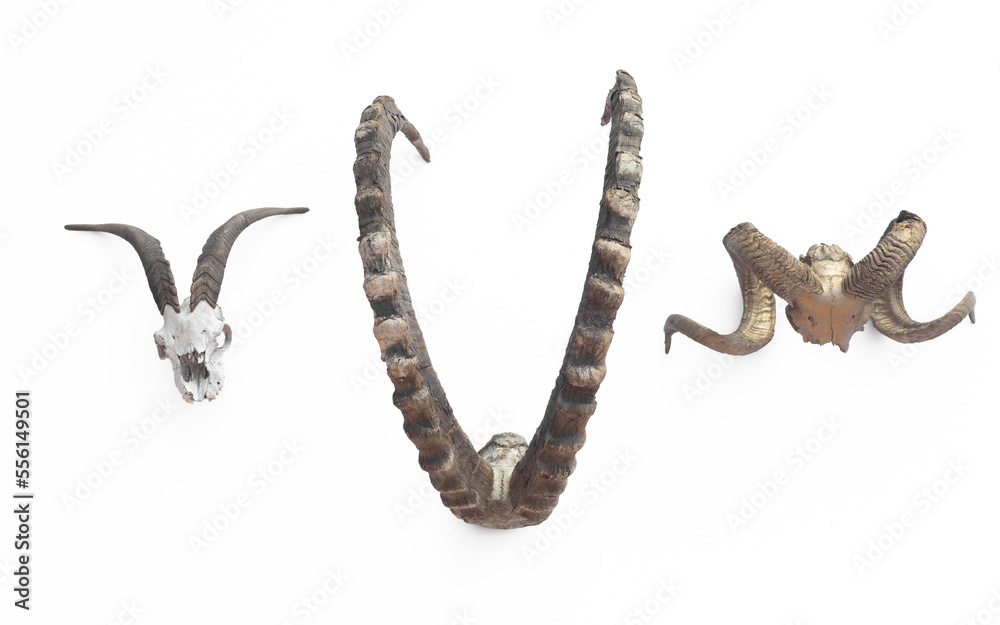 Obraz premium collection of deer antlers isolated on white background