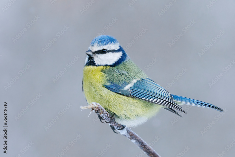 Obraz premium Eurasian blue tit (Cyanistes caeruleus) sitting on a branch in winter.