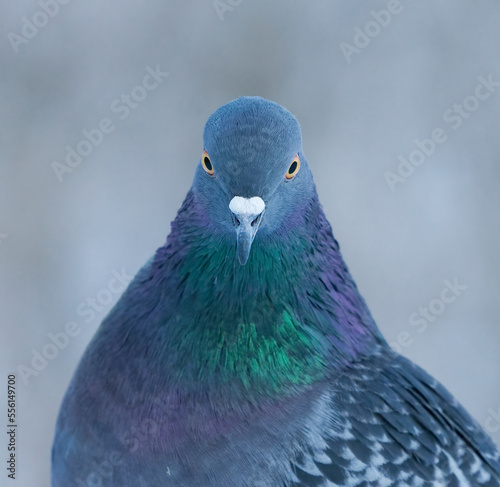 Domestic pigeon (Columba livia domestica) closeup looking straight in the camera in winter.