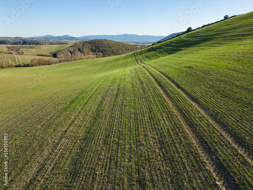 Cereal crop sprouting in winter