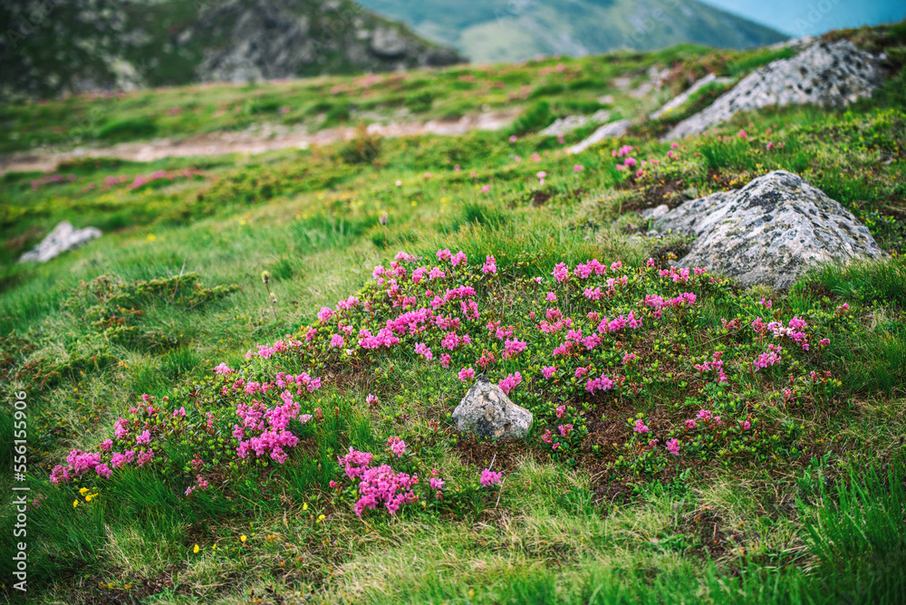 Obraz premium Rhododendron flowers in nature