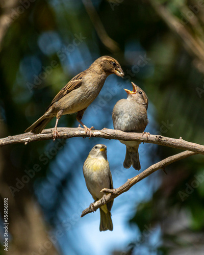 The female sparrow also know as Pardal or Gorrion feeding its young perched on the branch sob olhar de uma fêmea de Saffron Finch. Species Passer domesticus. Animal world. Birdwatching. Birding. photo