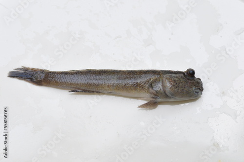 Mudskipper