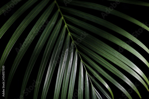 Closeup palm frond in natural green on a black background with selective focus