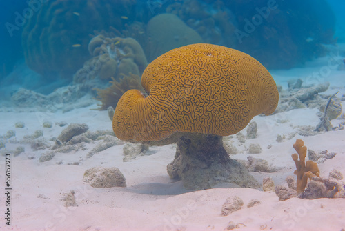Large Grooved Brain Coral shaped like a mushroom Diploria labyrinthiformis photo