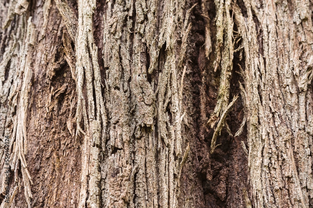 Close view of tree bark. Natural wood texture. Close view of tree bark. Natural wood texture.