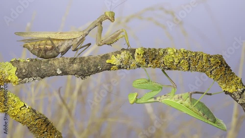 Two large female praying mantis froze sitting on the same tree branch looking at each other, one on the branch above, the other below it. Transcaucasian tree mantis (Hierodula transcaucasica) photo