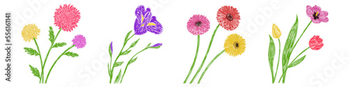 Gerbera, iris, tulip and chrysanthemum flowers set. Hand drawn floral vector illustrations. Pen or marker sketch. Hand drawn natural pencil drawing