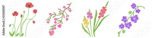 Poppy, sakura, gladiolus and orchid flowers set. Hand drawn floral vector illustrations. Pen or marker sketch. Hand drawn natural pencil drawing