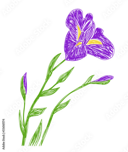Iris flower. Hand drawn floral vector illustration. Pen or marker sketch. Hand drawn design print. Natural pencil drawing
