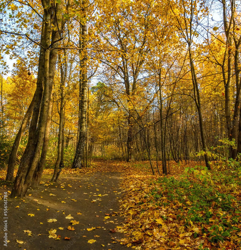 Obraz premium Autumn landscape in the historical park