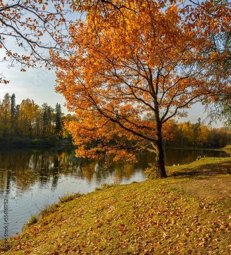 Autumn landscape in the historical park  Aspen Grove  in St. Petersburg