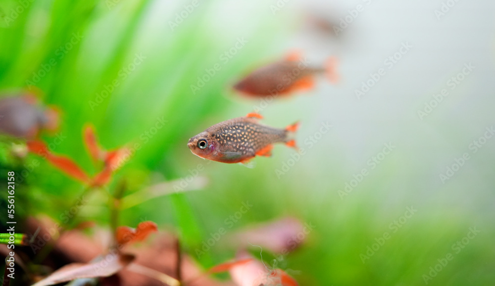 Fototapeta premium Celestial Pearl Danio Breeding, Danio margaritatus Freshwater fish in the aquarium, is often as often referred as galaxy rasbora or Microrasbora Galaxy. Animal aquascaping photography