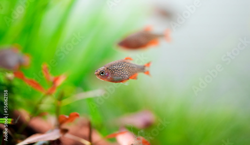 Celestial Pearl Danio Breeding  Danio margaritatus Freshwater fish in the aquarium  is often as often referred as galaxy rasbora or Microrasbora Galaxy. Animal aquascaping photography