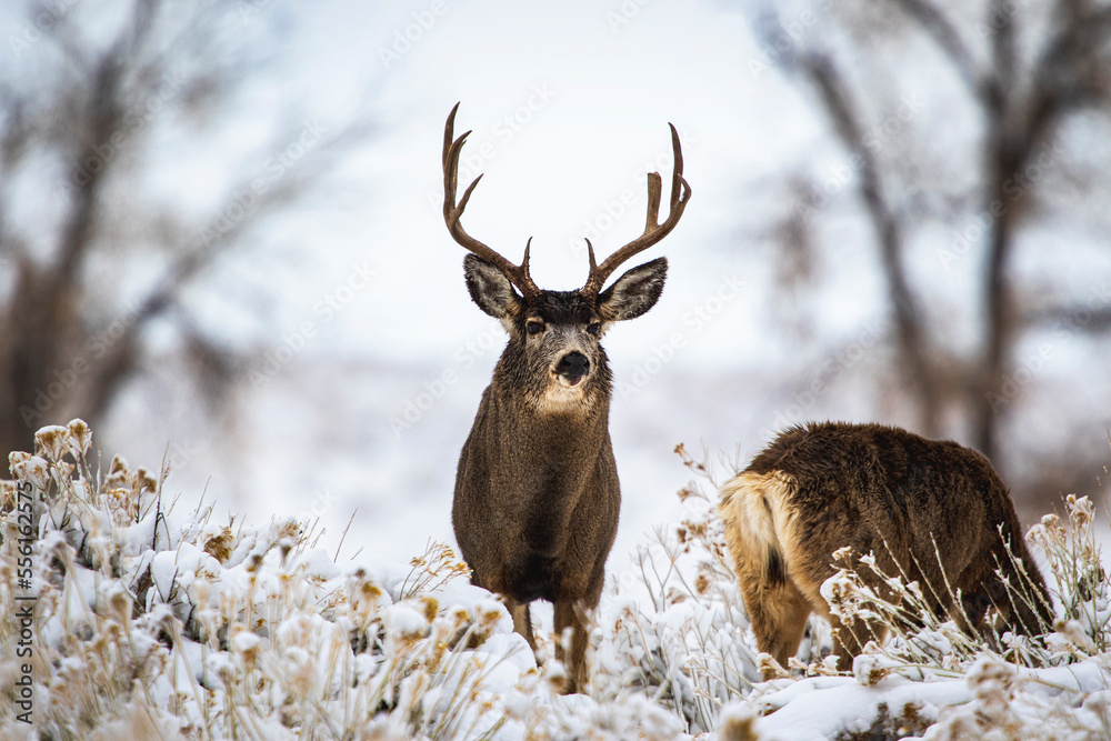 Fototapeta premium Mule Deer Winter