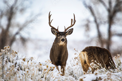 Mule Deer Winter 