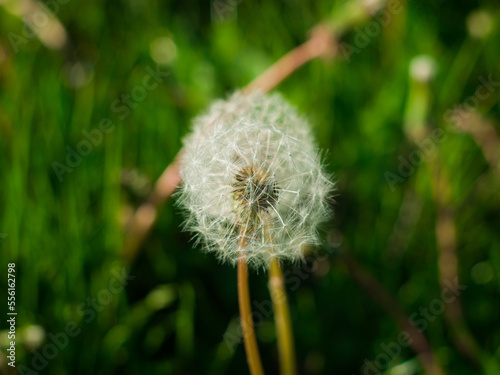 dandelion head