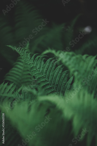 fern in the forest