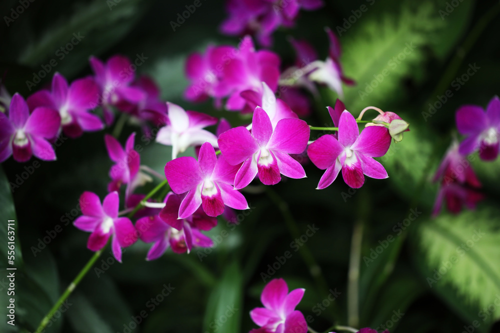 Purple and White Dendrobium Orchid in farm