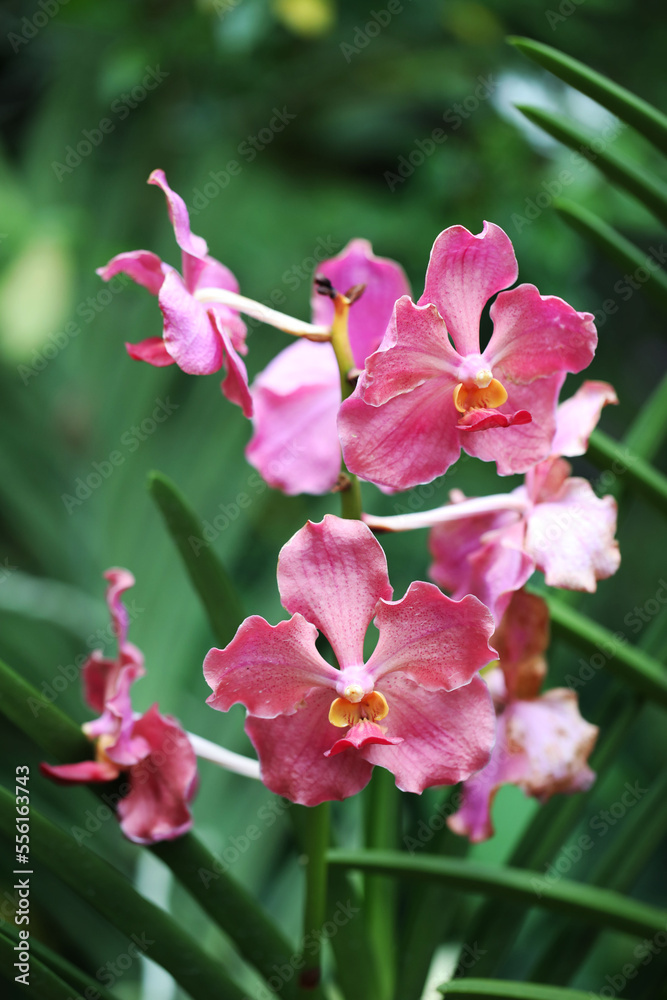 Tropical orchid flowers Papilionanda Usha blooming in garden Tropical orchid flowers Papilionanda Usha blooming in garden