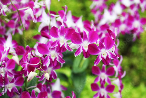Beautiful Thai orchid flowers in full bloom