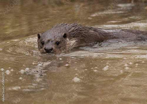Cute wet otter(lutra lutra) on a rainy day