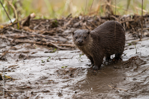 Cute wet otter(lutra lutra) on a rainy day