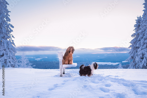 two furry dogs on bench in snowy landscape