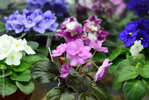 African violet photo