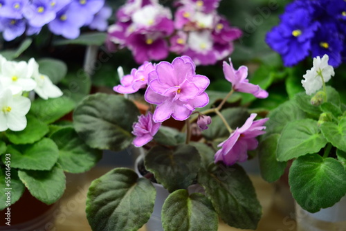 African violet