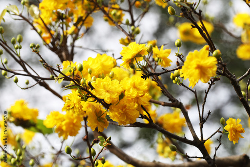 Vietnamese Yellow Mai flower (Ochna integerrima)