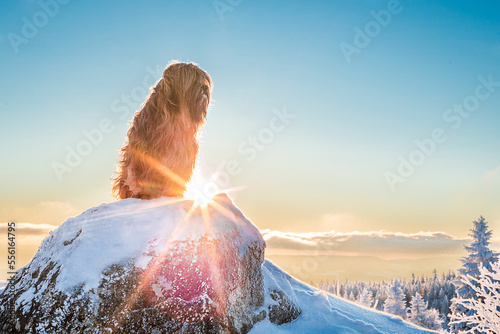 dog sitting on snowy rock with sun flares