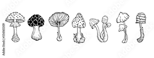 A set of doodle sketches of forest grebes, fly agaric. Ornamental plants. Vector graphics.	